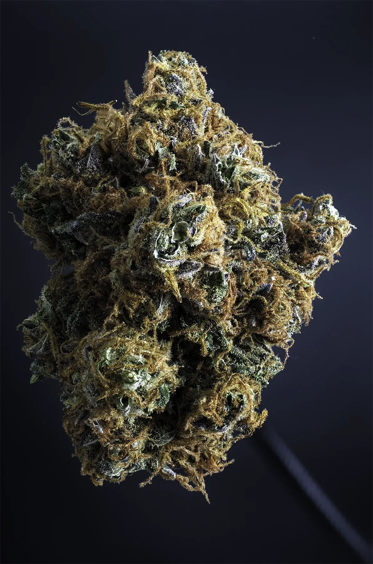 Pineapples & Bananas gallery image