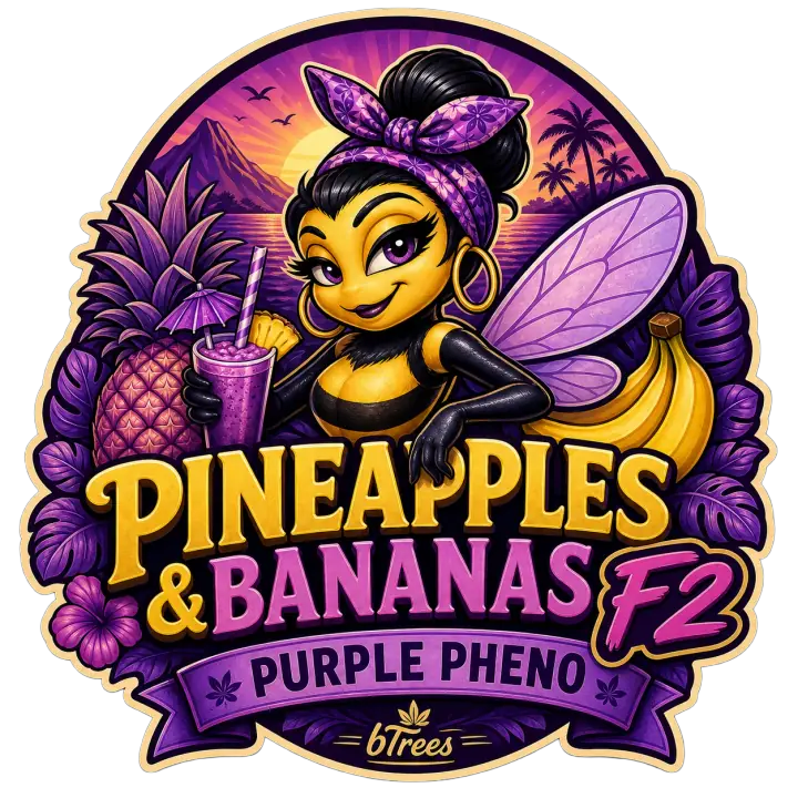 Pineapples & Bananas F2 - Purple Pheno by Little b Trees product image